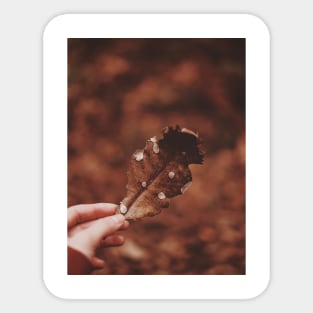 Photo of person holding brown leaf Sticker